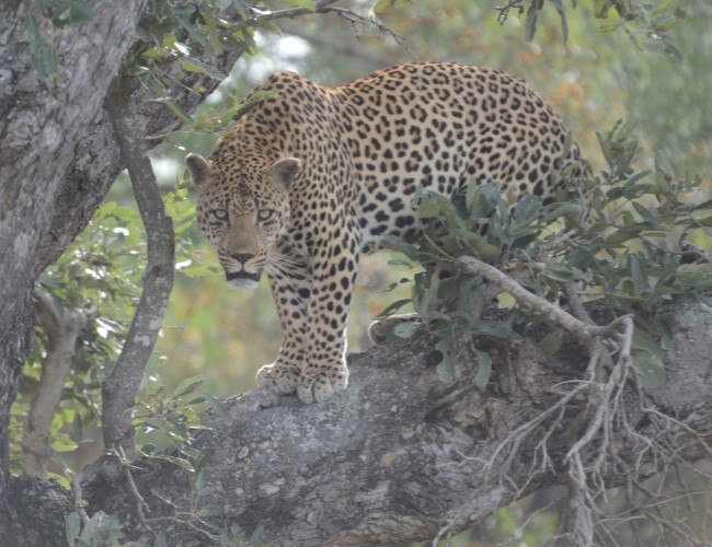 Limpopo National Park